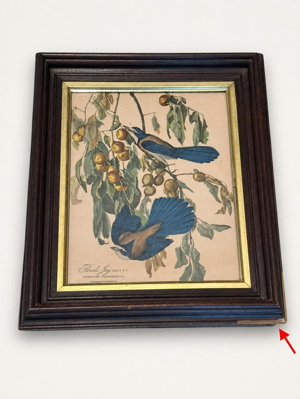 Vintage Wall Art Framed Audubon Florida Jay Bird Print Botanical.