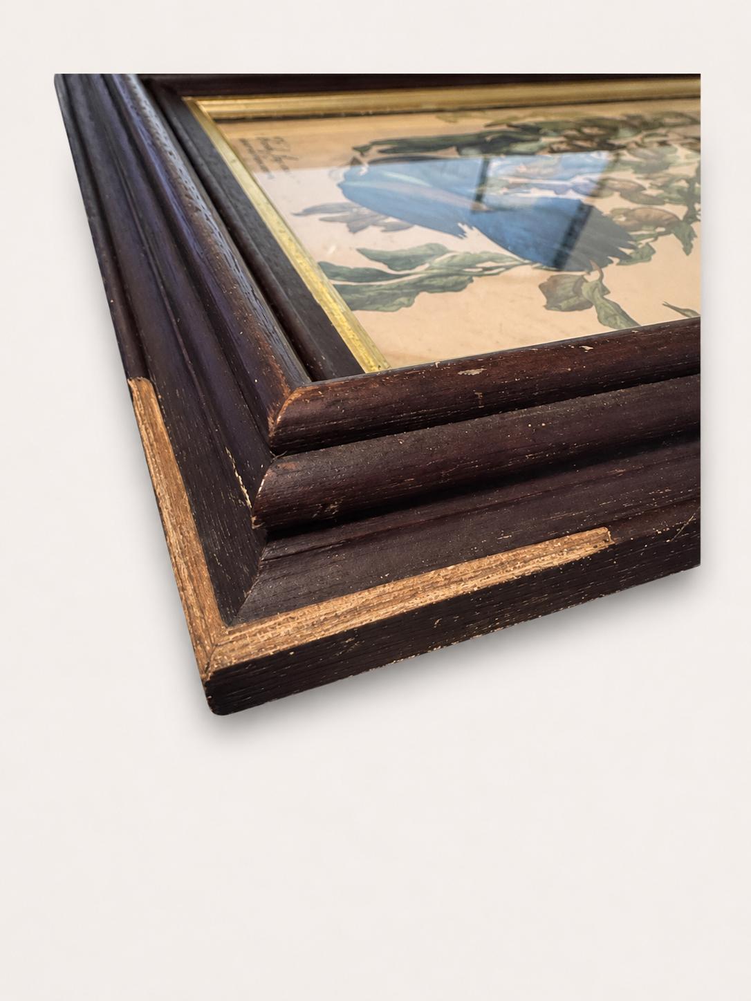 Vintage Wall Art Framed Audubon Florida Jay Bird Print Botanical.
