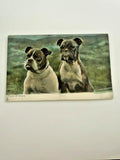 Antique English Bulldog Pair "Types of Beauty" Dog Postcard c.1900s–1910s