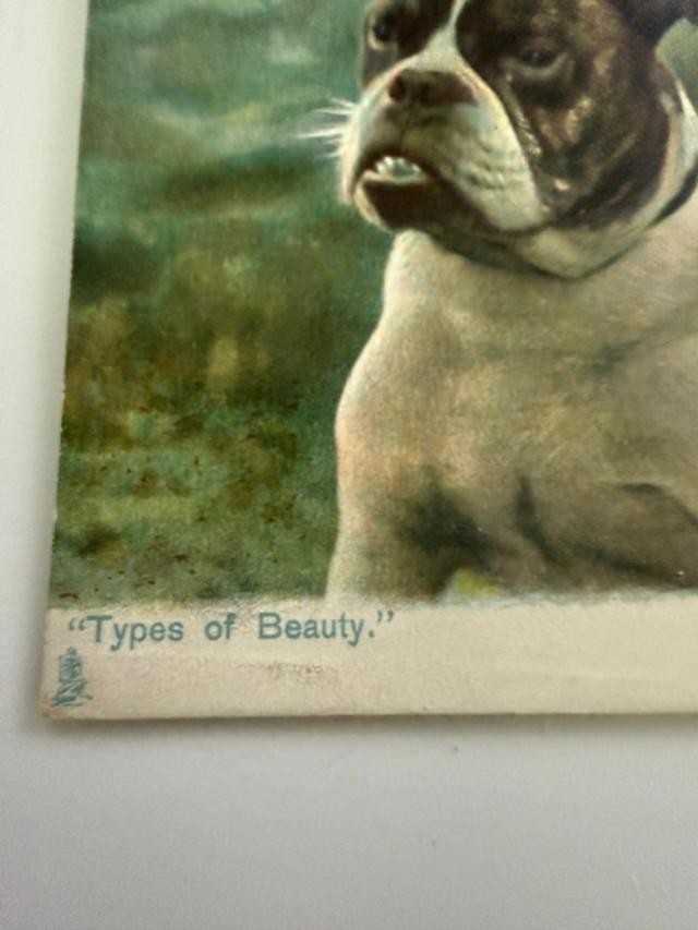 Antique English Bulldog Pair "Types of Beauty" Dog Postcard c.1900s–1910s